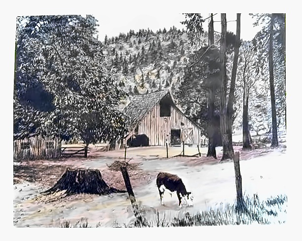 Pencil drawing of Barn and Steer by Terry Maddox