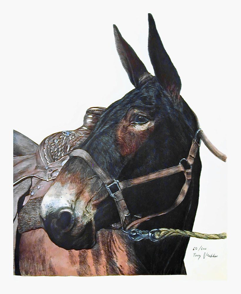 Pencil drawing of Blue Ribbon Mule by Terry Maddox
