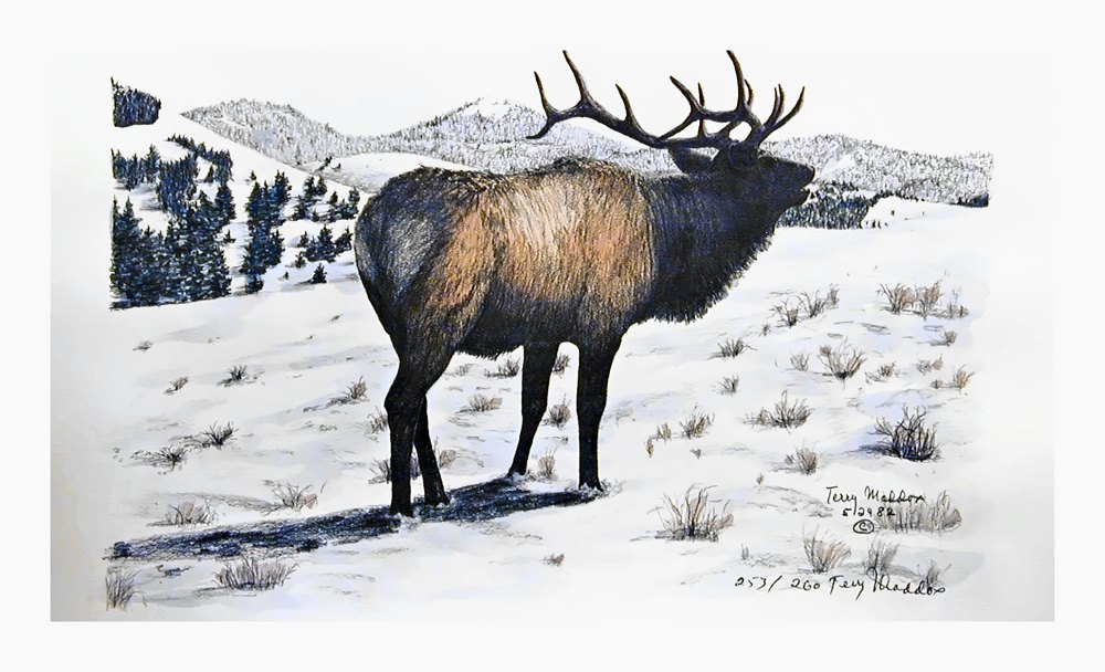 Pencil drawing of High Country Bull by Terry Maddox