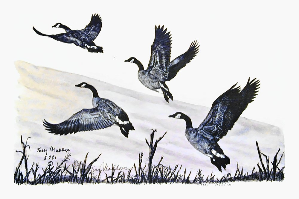 Pencil drawing of Rising Geese by Terry Maddox