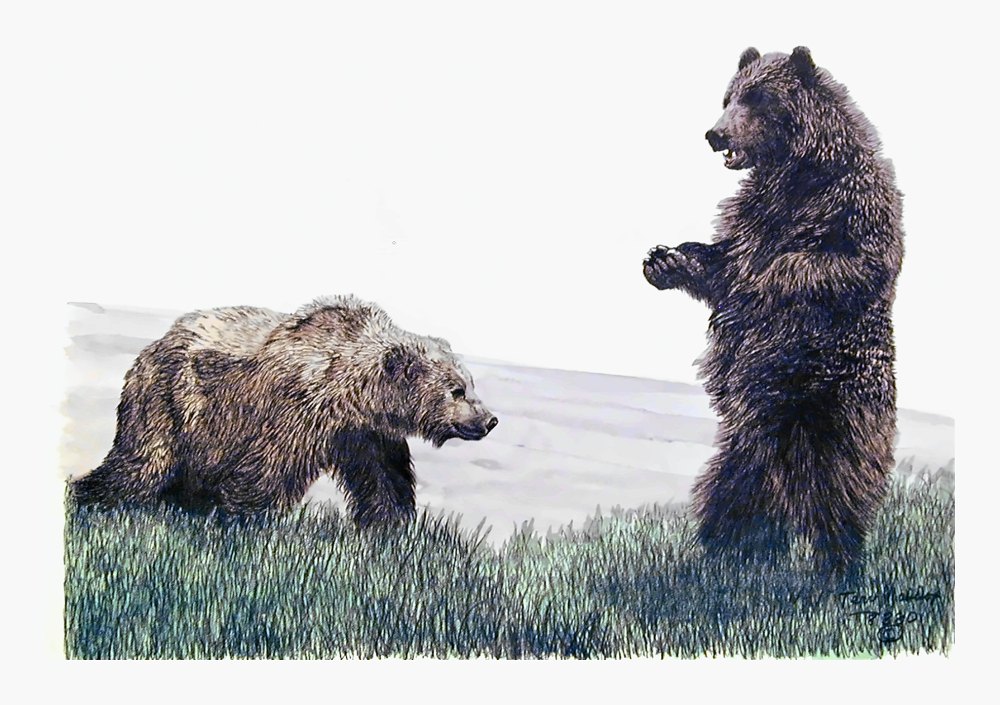 Pencil drawing of Grizzlies by Terry Maddox