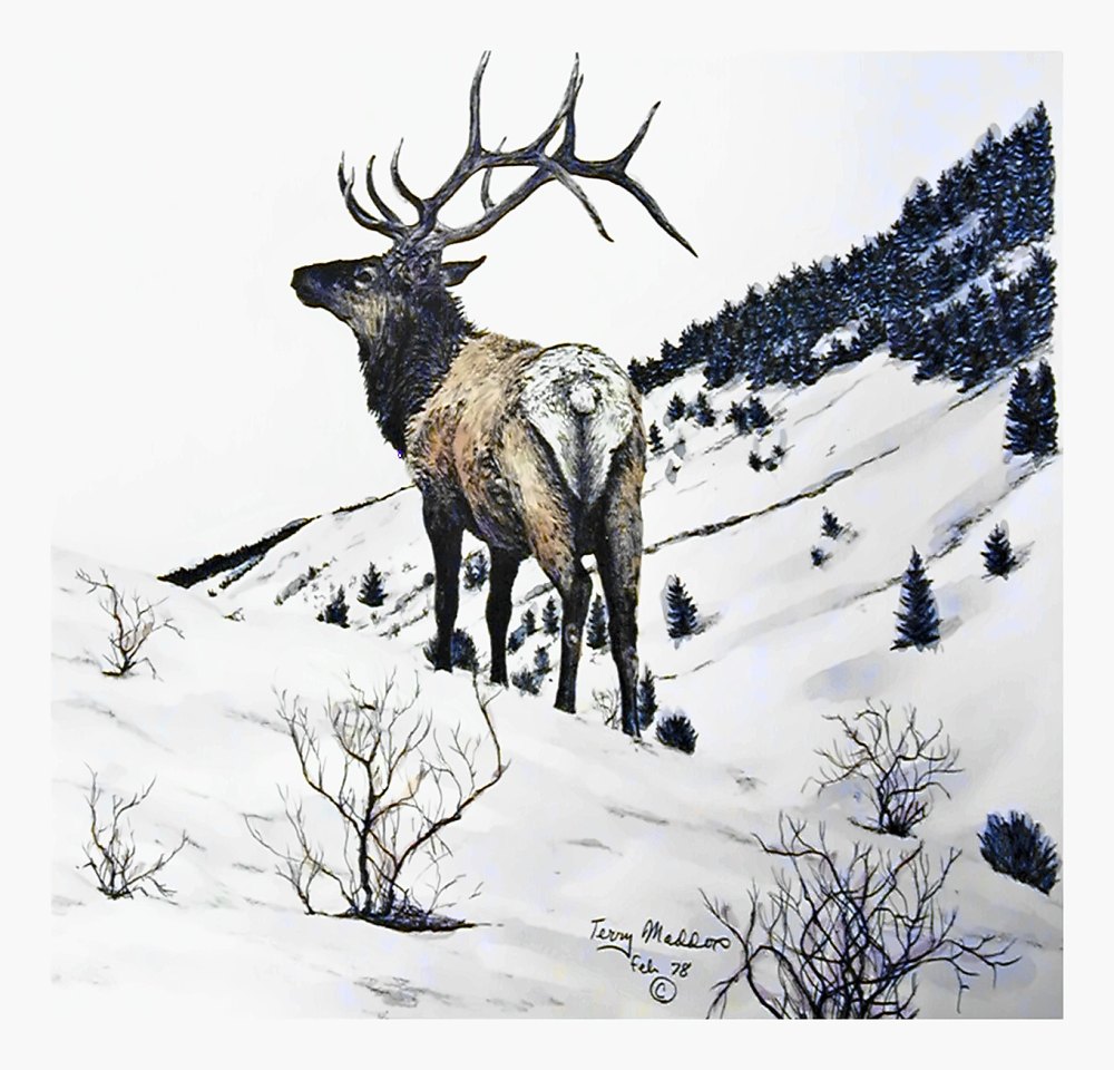 Pencil drawing of Bull Elk by Terry Maddox