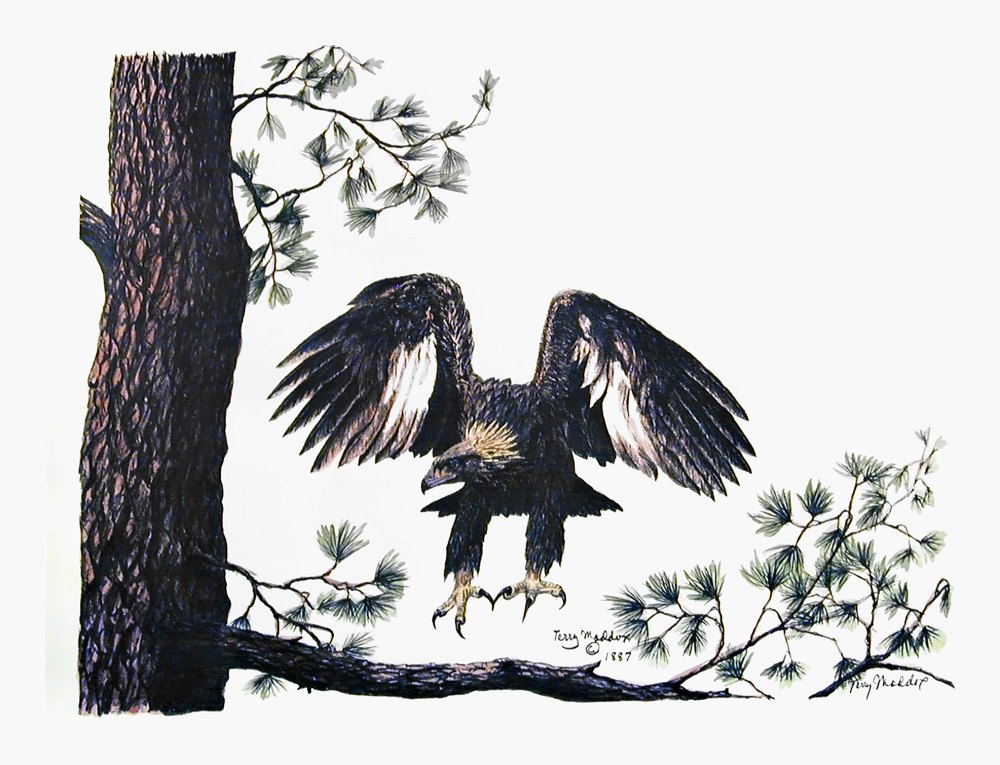 Pencil drawing of Golden Eagle by Terry Maddox