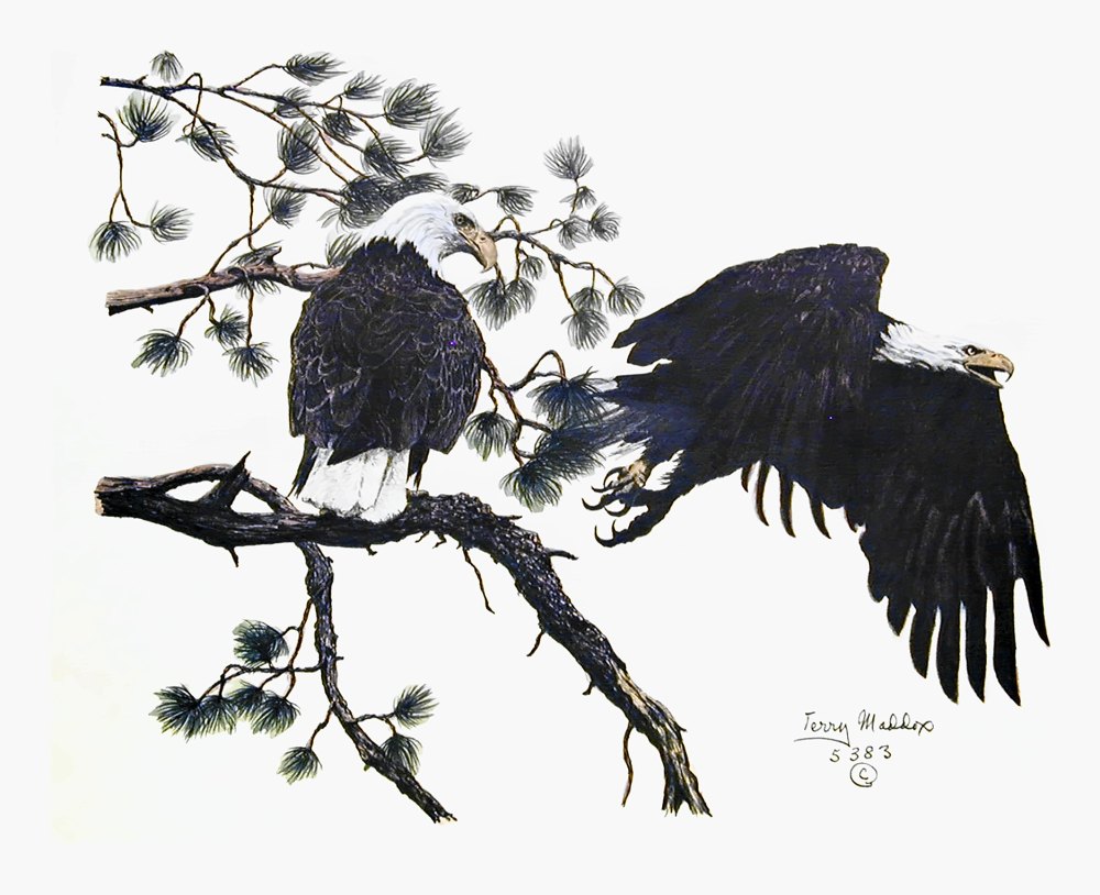 Pencil drawing of Bald Eagle Pair by Terry Maddox