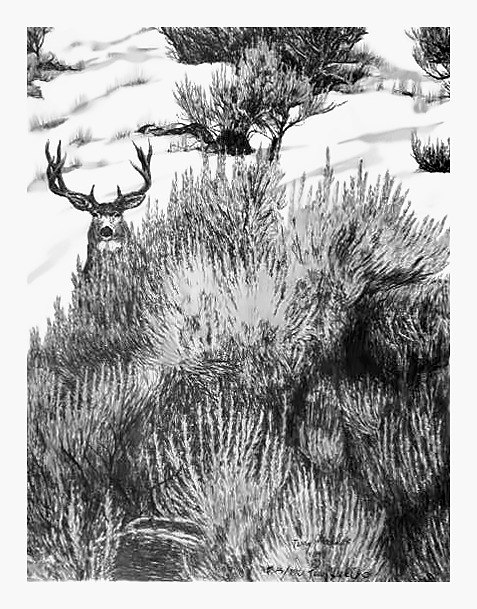 Pencil drawing of Sage Mule by Terry Maddox