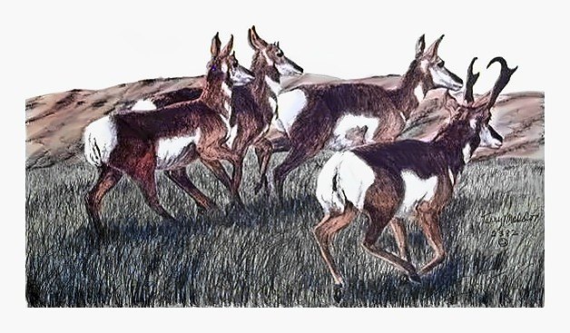 Pencil drawing of Running Antelope by Terry Maddox