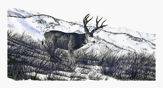 Pencil drawing of High Mountain Buck by Terry Maddox