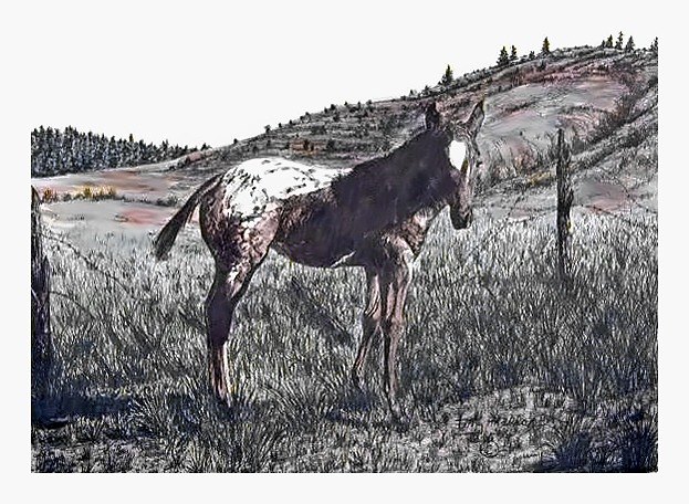 Pencil drawing of Appaloosa Colt by Terry Maddox