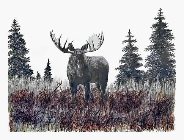 Pencil drawing of Bull Moose by Terry Maddox