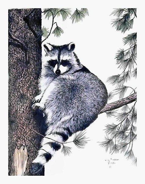 Pencil drawing of Raccoon by Terry Maddox