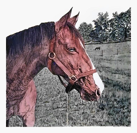 Pencil drawing of Horse Head by Terry Maddox