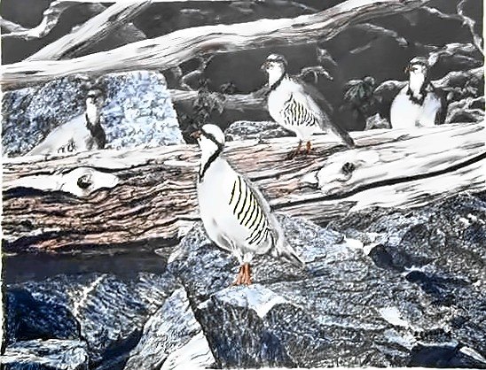 Pencil drawing of Chukars by Terry Maddox
