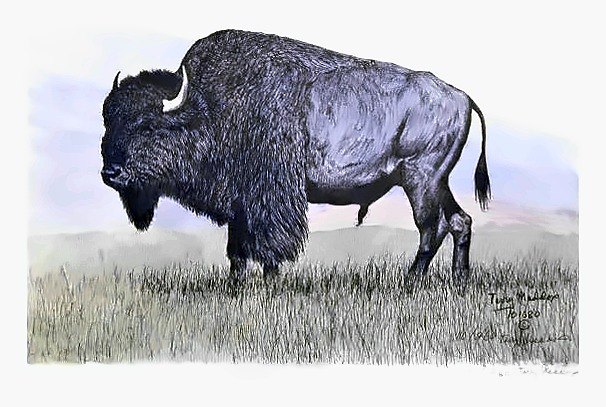 Pencil drawing of Buffalo Bull by Terry Maddox