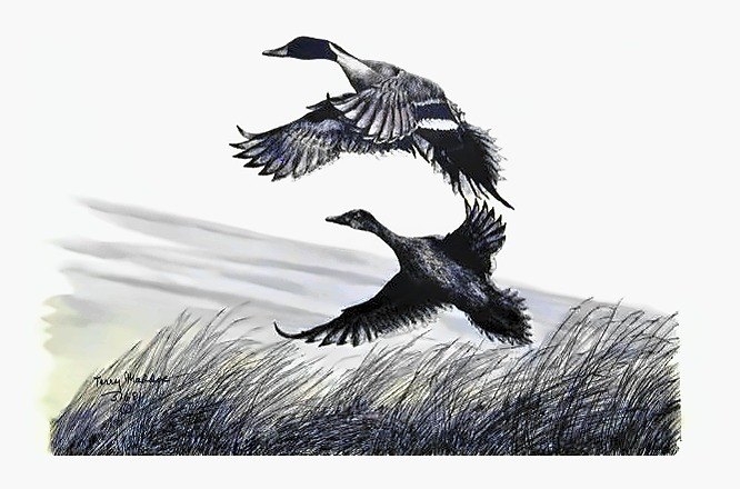 Pencil drawing of Pintails by Terry Maddox