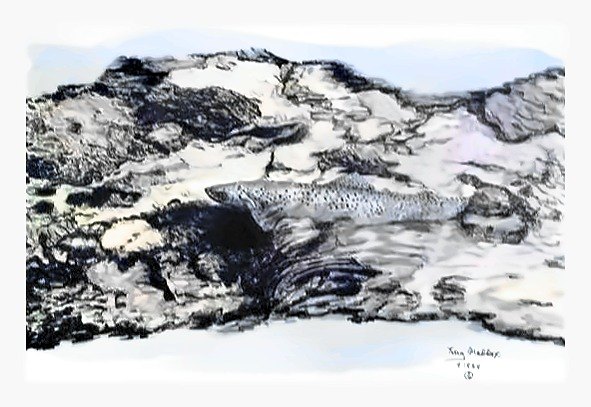 Pencil drawing of Rocky Mountain Spotted Cutthroat by Terry Maddox