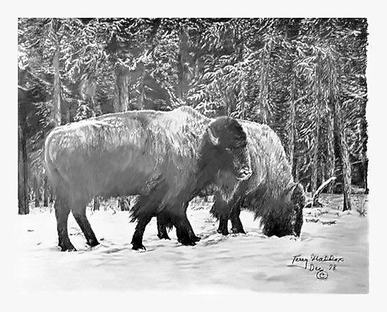 Pencil drawing of Wintering Buffalo by Terry Maddox