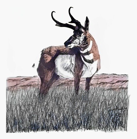 Pencil drawing of Antelope by Terry Maddox