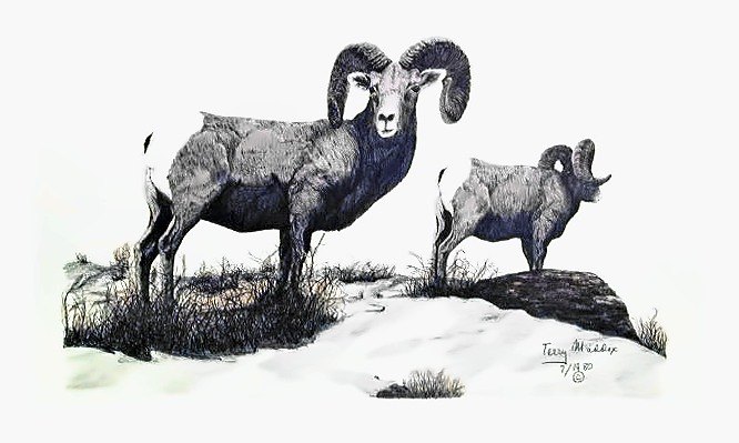 Pencil drawing of Big Horn Rams by Terry Maddox