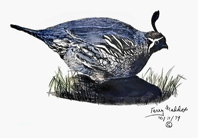 Pencil drawing of Lone Quail by Terry Maddox