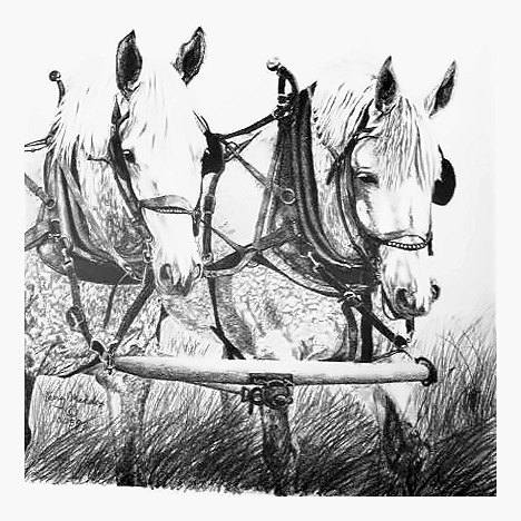 Pencil drawing of Dapple Grays by Terry Maddox