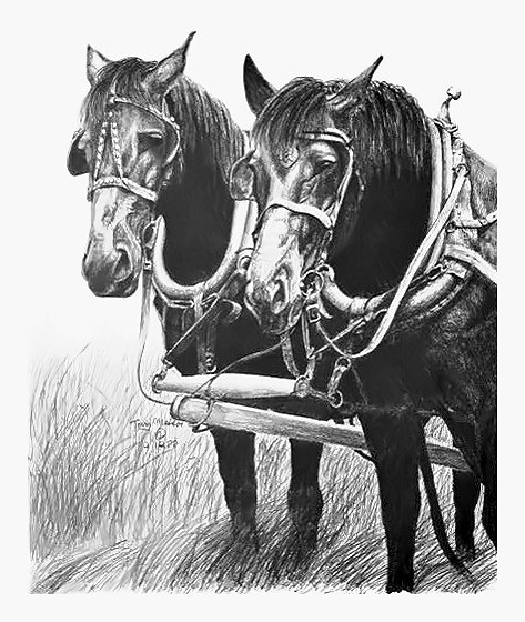 Pencil drawing of Percherons by Terry Maddox