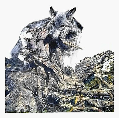 Pencil drawing of Young Wolf by Terry Maddox