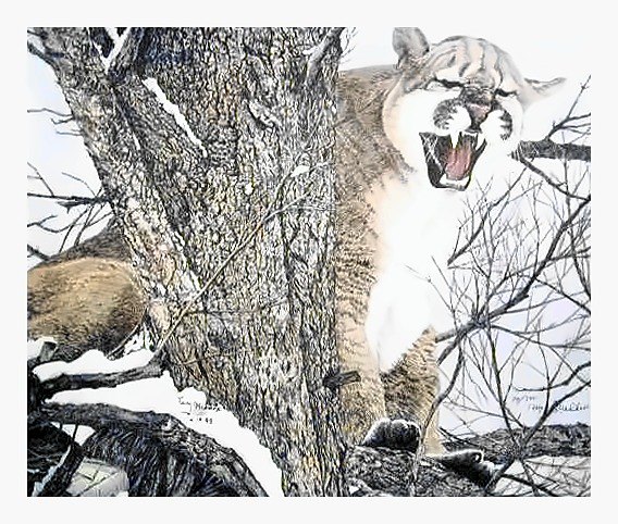 Pencil drawing of Treed by Terry Maddox