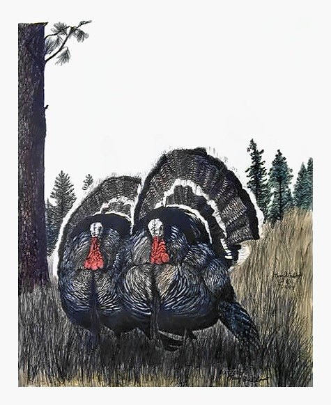 Pencil drawing of Wild Turkeys by Terry Maddox
