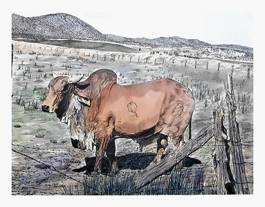 Pencil drawing of Brahma Bull by Terry Maddox