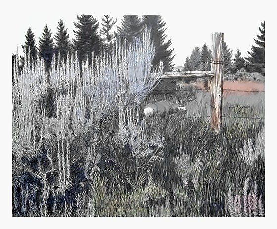 Pencil drawing of The Sneak by Terry Maddox