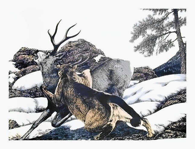 Pencil drawing of Wilderness Survival by Terry Maddox