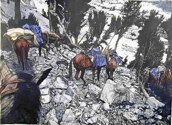 Pencil drawing of Mule Pack String by Terry Maddox