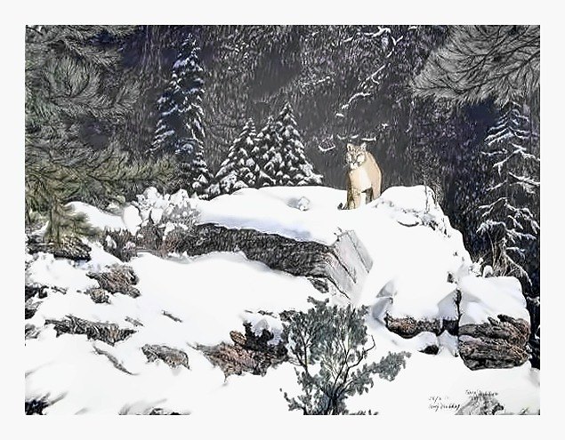 Pencil drawing of Winter Hunter by Terry Maddox