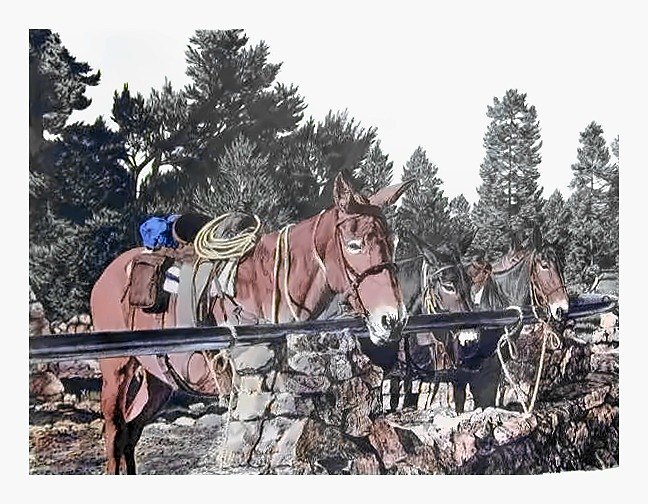 Pencil drawing of Mules at the Rock Corral by Terry Maddox