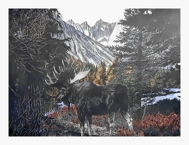 Pencil drawing of Teton Bull by Terry Maddox