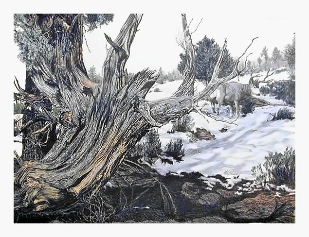 Pencil drawing of Weathered Stump by Terry Maddox