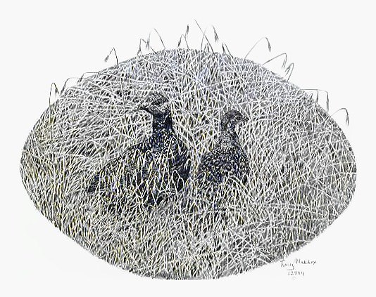 Pencil drawing of Hungarian Grouse by Terry Maddox
