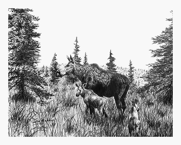 Pencil drawing of Moose and Calf by Terry Maddox
