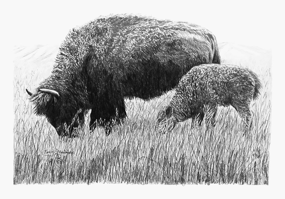 Pencil drawing of Buffalo and Calf by Terry Maddox