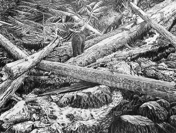 Pencil drawing of Proxy Falls with Bear by Terry Maddox