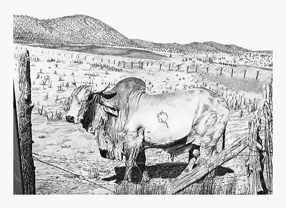 Pencil drawing of Brahma Bull by Terry Maddox