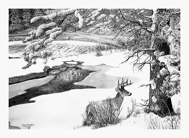 Pencil drawing of Whitetail by Terry Maddox