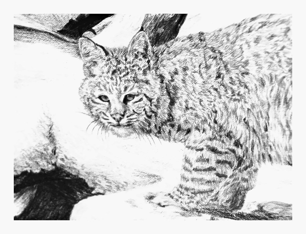 Pencil drawing of Winter Velvet Bobcat by Terry Maddox